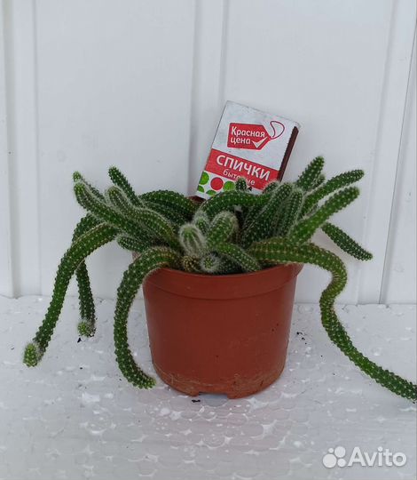 Кактус хамелобивия, медиолобивия, хамецереус