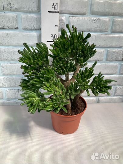 Крассулы взрослые из питомника растений