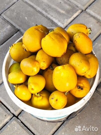 Айва японская