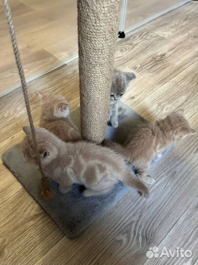 Британские котята