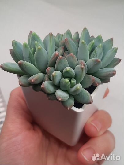 Pachyveria glauca / Пахиверия сизая