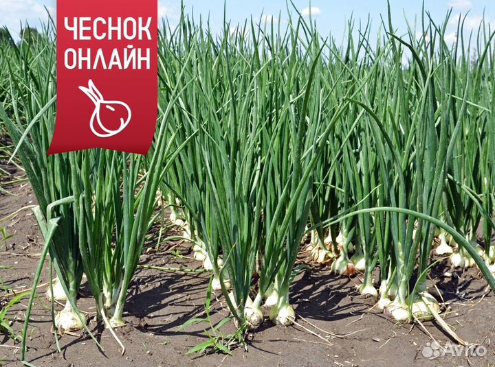 Чеснок сотовой