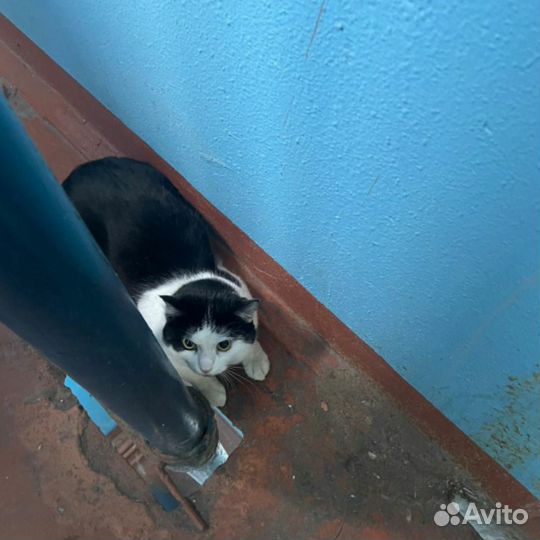 Котик в приюте