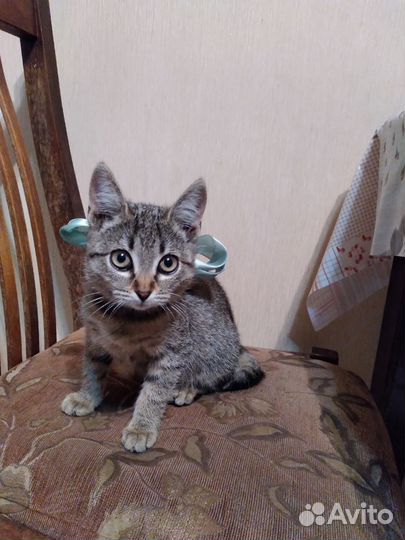 Кошка в дар бесплатно девочка 3 мес