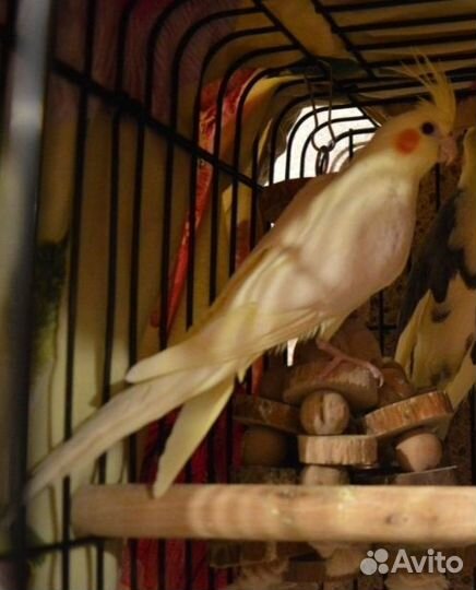 Попугаи Корелла(птенцы)