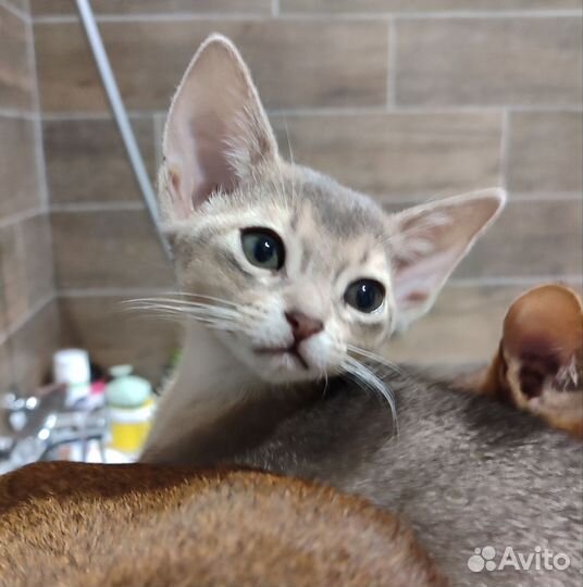Абиссинский котёнок с документами