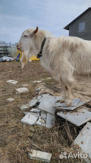 Козел для вязки