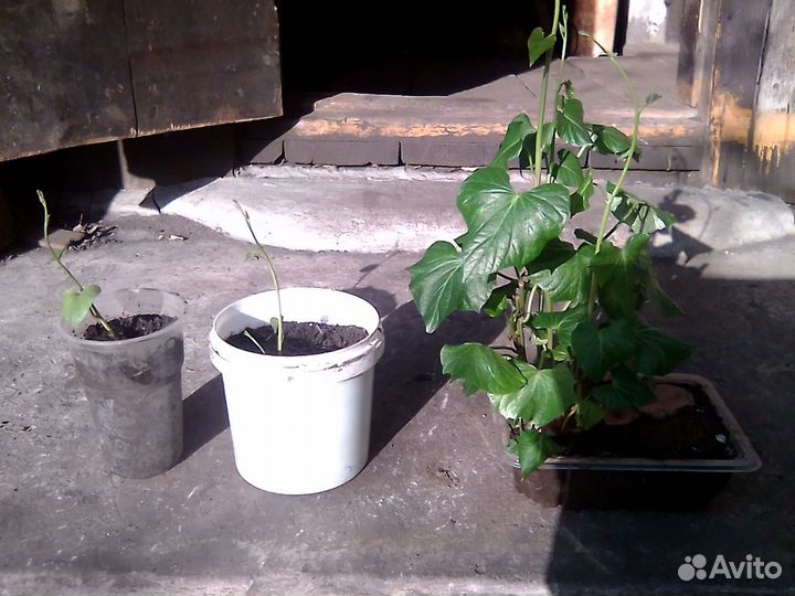 Рассада батат