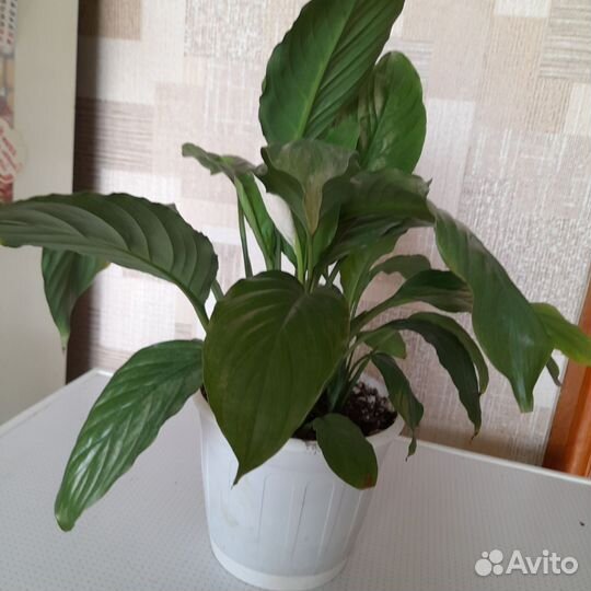 Спатифиллум