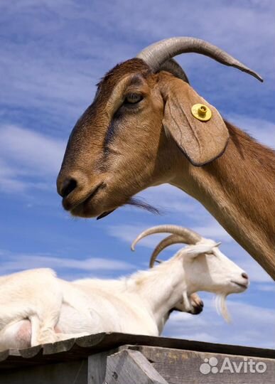 Козья ферма