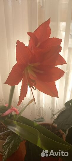 Комнатный цветок лилия