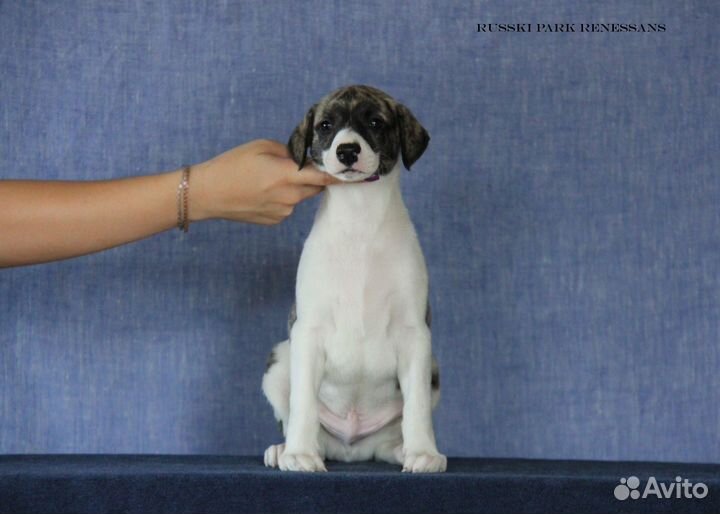 Кобель уиппета