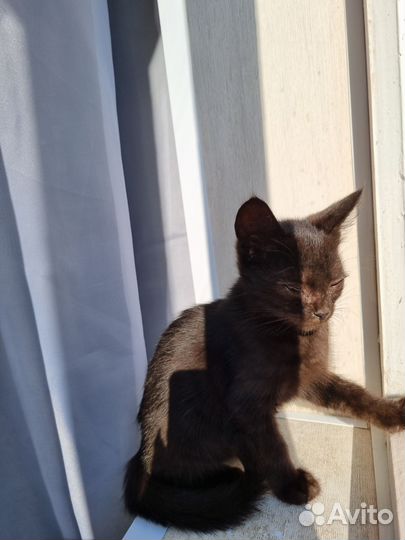 Котенок черный мальчик 2,5 месяца