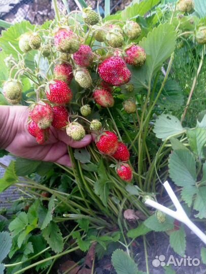 Земклуника Пенелопа