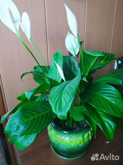 Спатифиллум