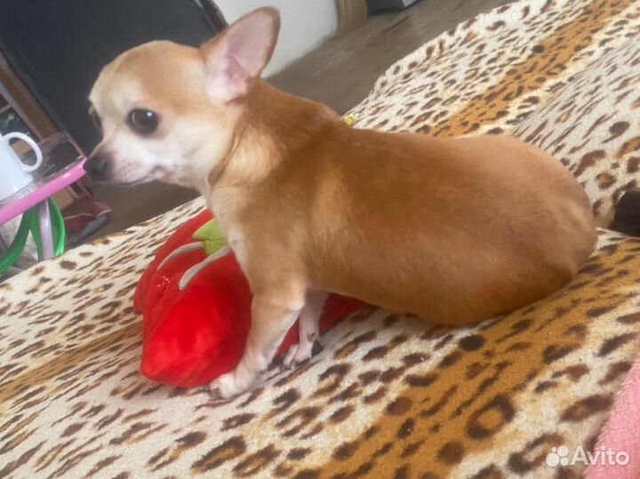 Чихуа mini на вязку