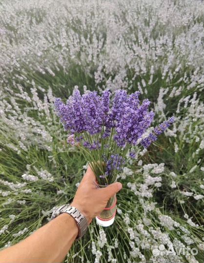 Лавандин синий белый