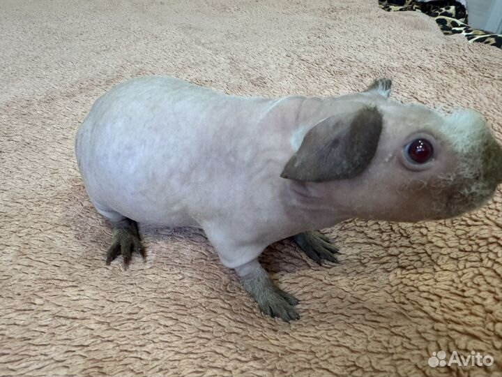 Морская свинка скинни