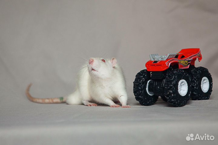 Крысы-мальчики из вивария ищут дом