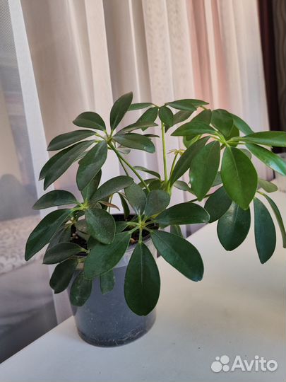 Комнатные цветы шефлера