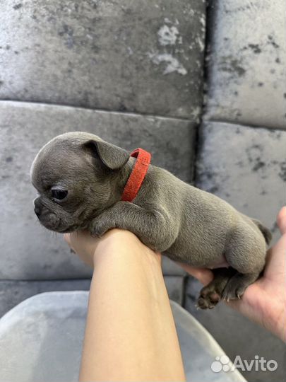 Французский бульдог голубой девочка