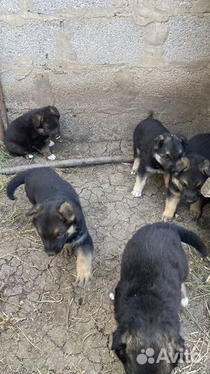 Щенки немецкой и восточной авчарки