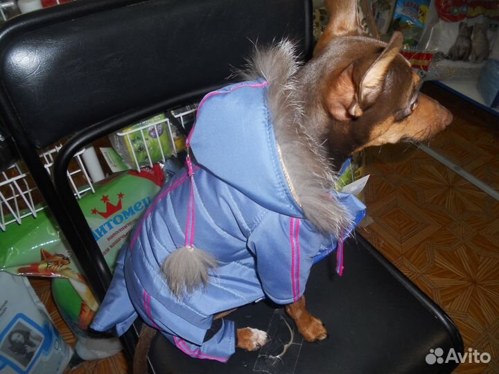 Пошив одежды для животных