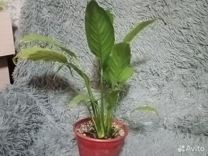 Комнатные цветы