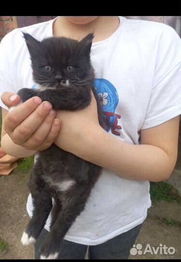 Котята бесплатно