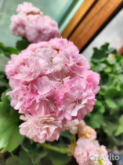 Пеларгония герань Ю-Менуэт