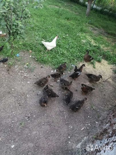 Утки, селезни