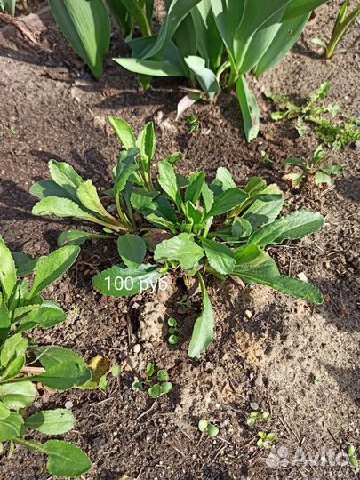 Эхинацея, Нивянник, Физостегия, Астильбы