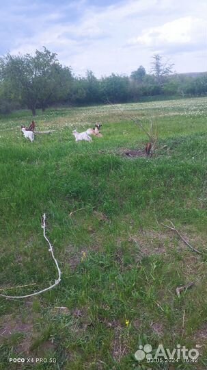 Коза с козлятами козел