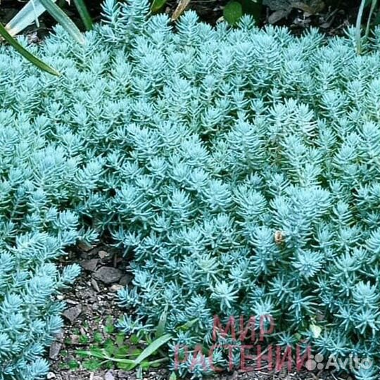 Очиток блю форест