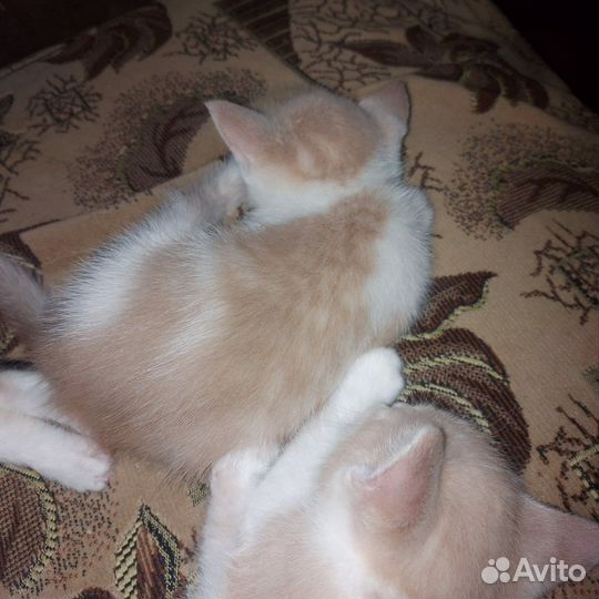 Кот и кошечка