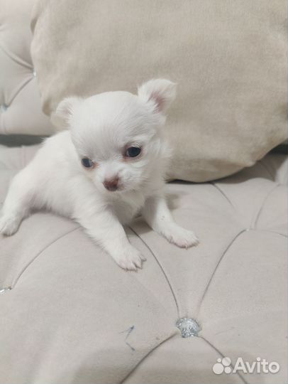 Чихуахуа девочки