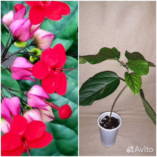 Клеродрендрумы