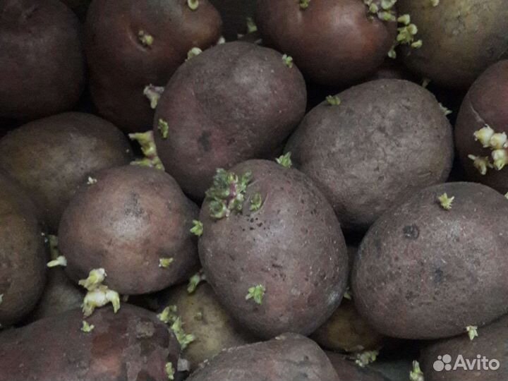 Семенной картофель