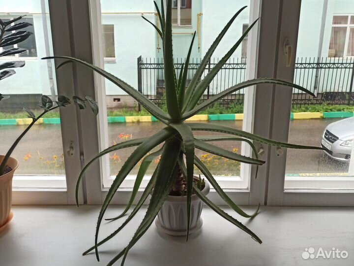 Алоэ вера лечебный