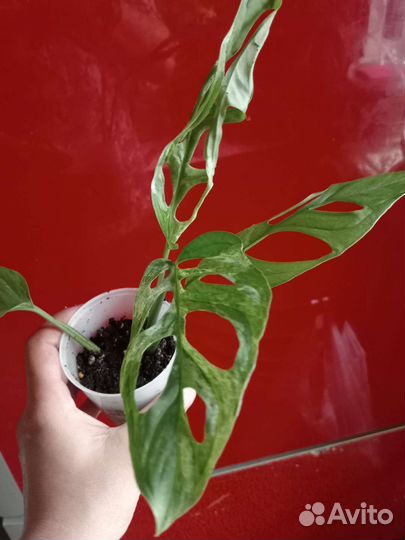 Монстера индо минт