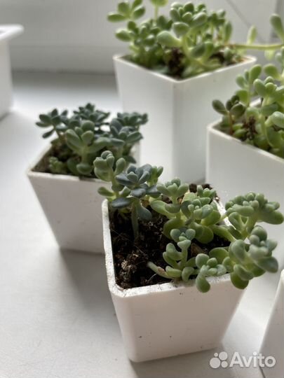 Кактусы и суккуленты