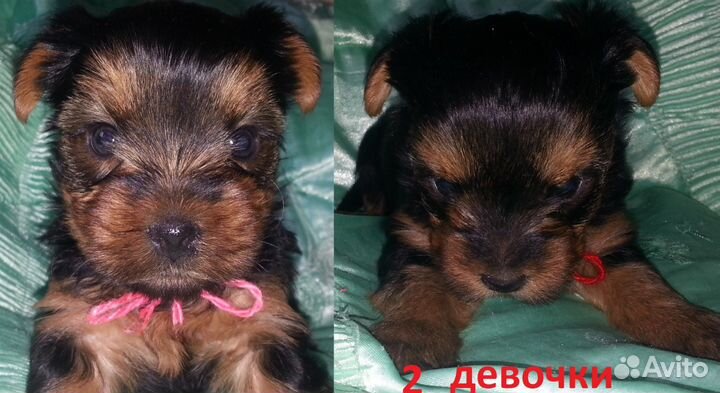 Вязка, кобель йорк