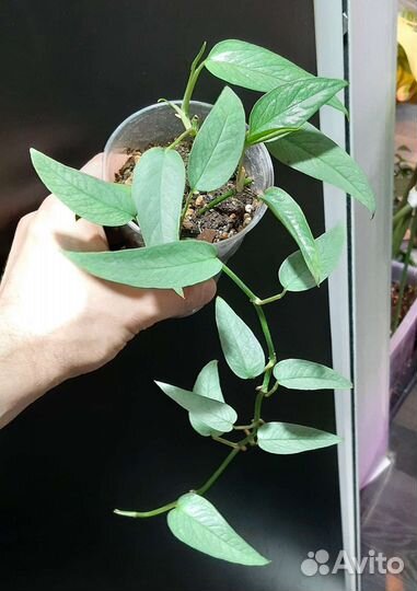 Монстера Сильвер Лиф