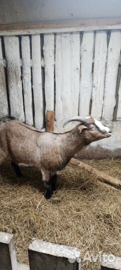 Коза и козел