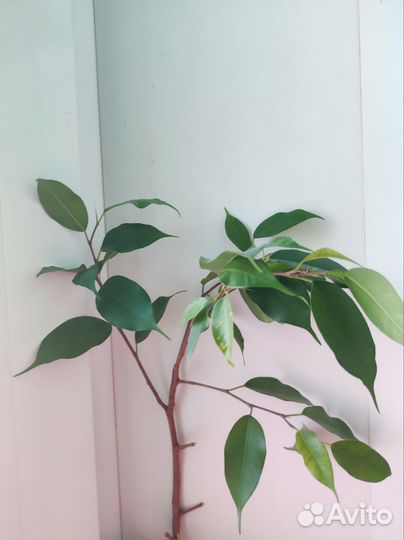 Комнатные цветы