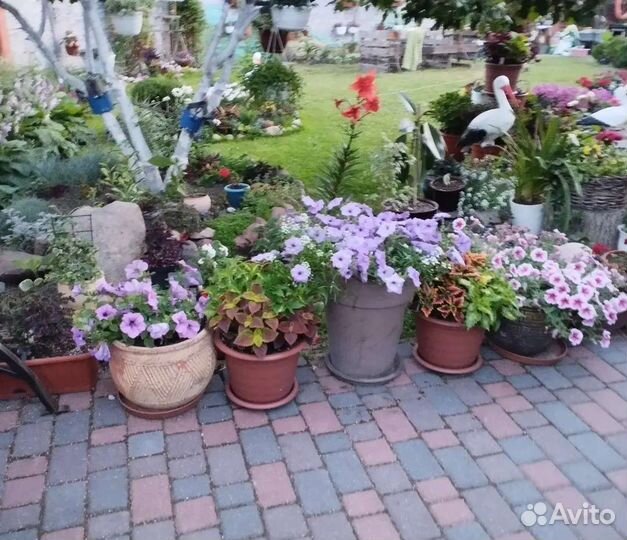 Петуния вегетативная и сортовая