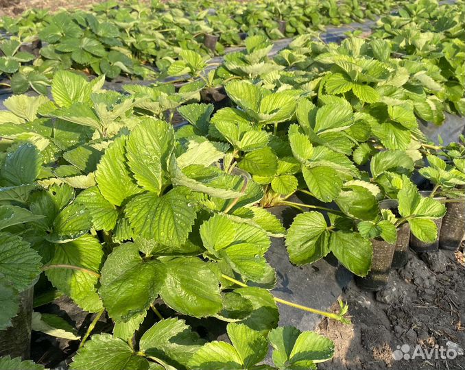 Рассада клубники. Саженцы клубники. Клубника