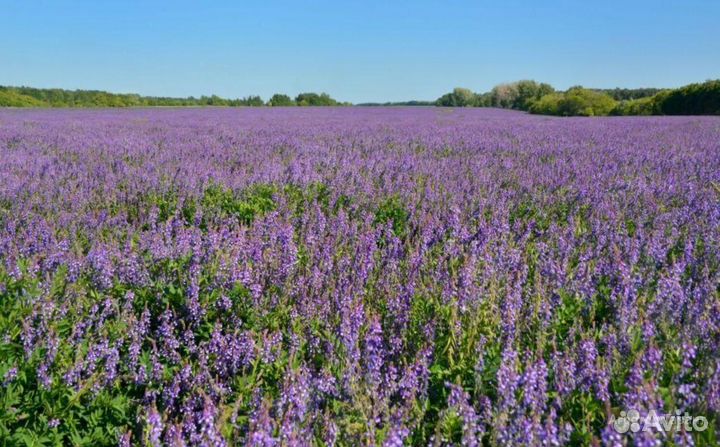 Продаю семена люцерны