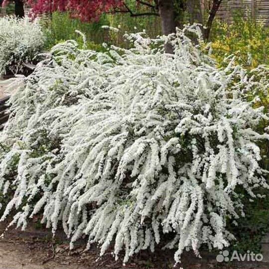 Спирея информация в описании