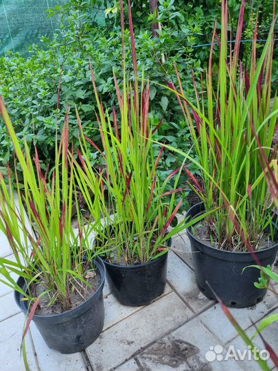 Императа ред барон